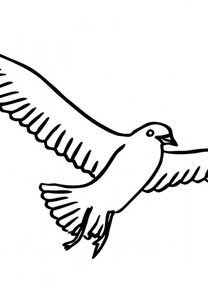 Чайки картинки раскраски