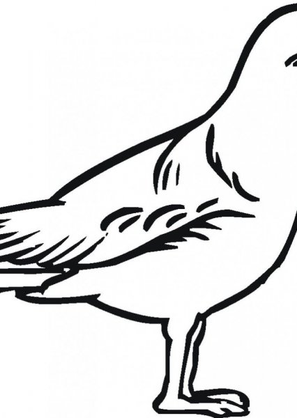 Чайка раскраска