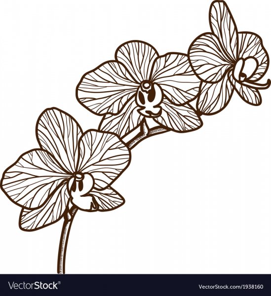 Орхидея вектор
