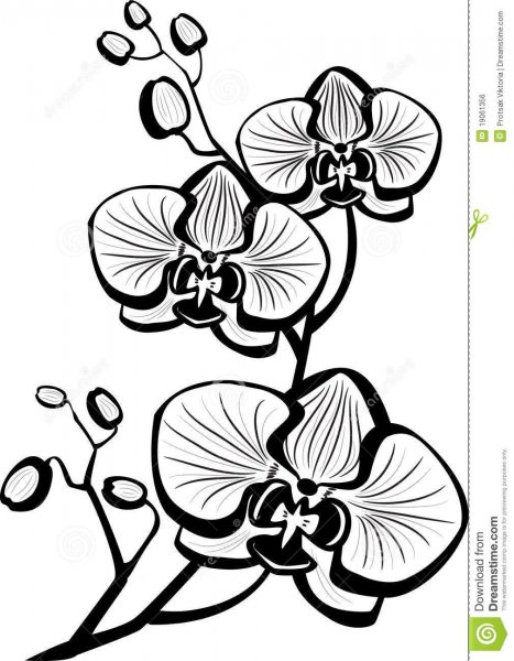 Стилизация цветов орхидеи