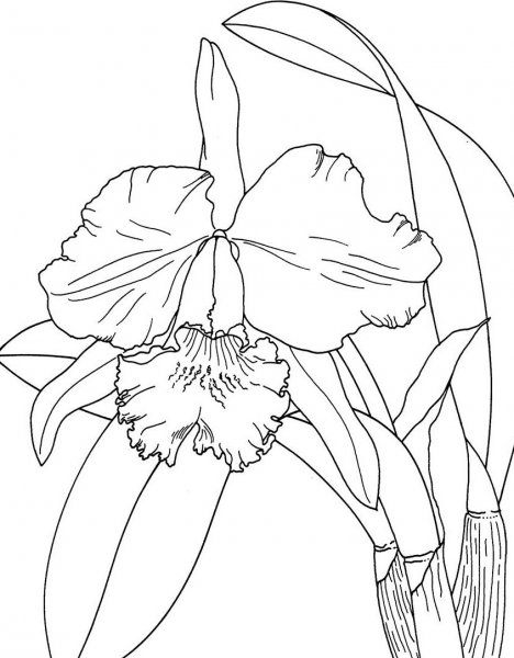 Ирисы для раскрашивания