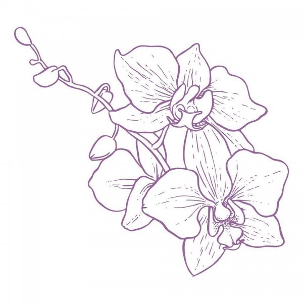 Трафареты цветов для рисования орхидей