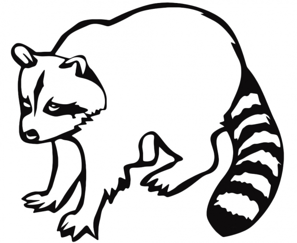 Енот раскраска для малышей