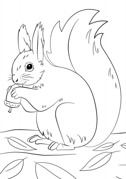 Белочка раскраска для детей