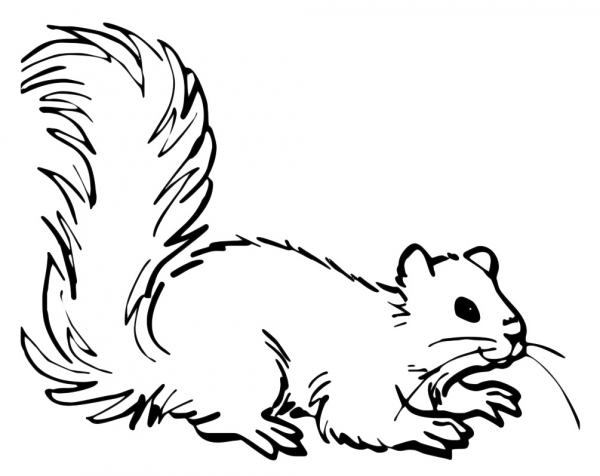 Белка раскраска
