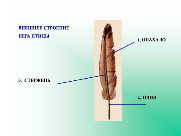 Схема строения пера птицы