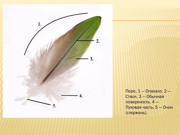 Пуховое перо птицы строение