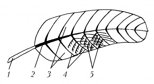 Строение опахала пера птицы