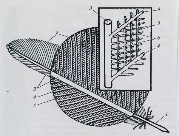 Строение опахало у птиц