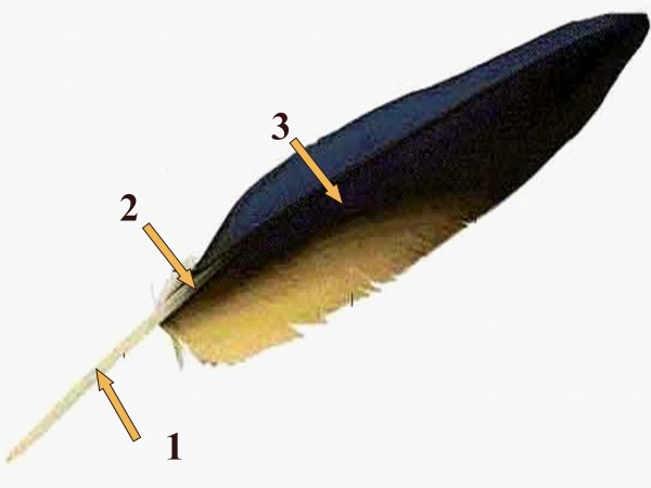 Контурное перо