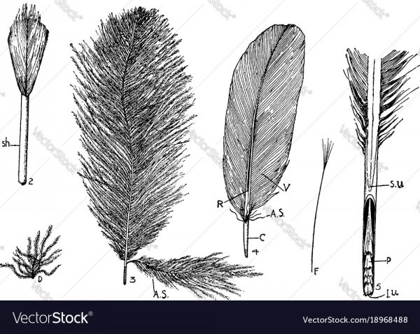 Строение разных перьев