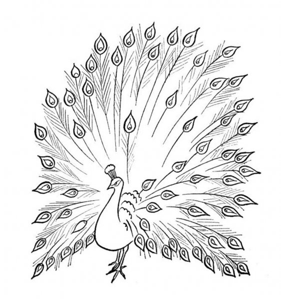 Жар птица раскраска для детей