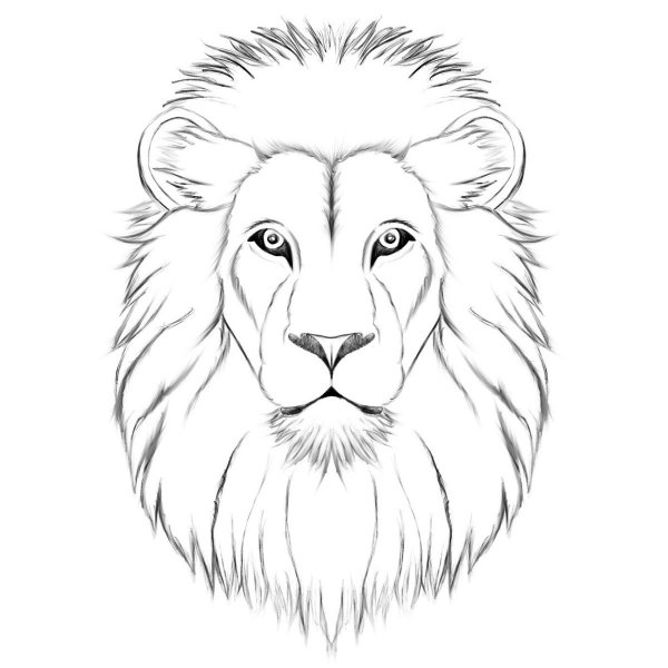 Голова Льва карандашом