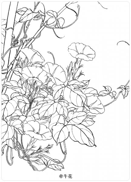 Нарцисс рисунок