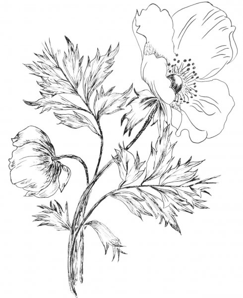 Гортензия контур