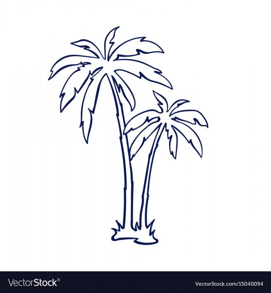 Набросок домашней пальмы