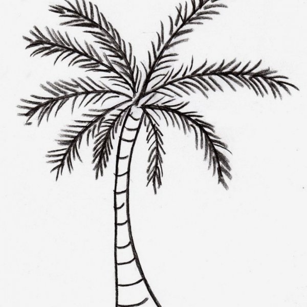 Пальма набросок