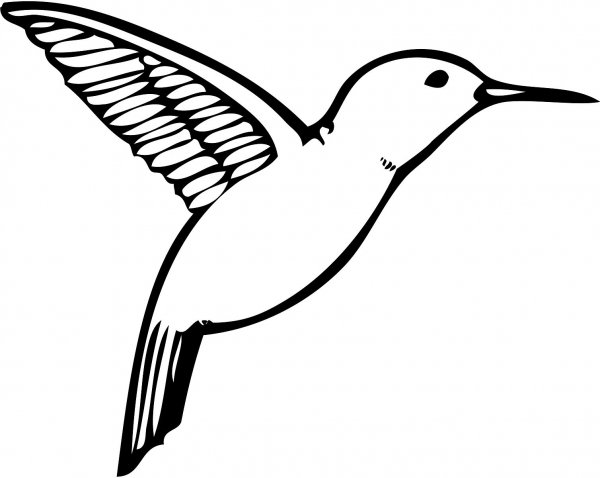 Колибри раскраска