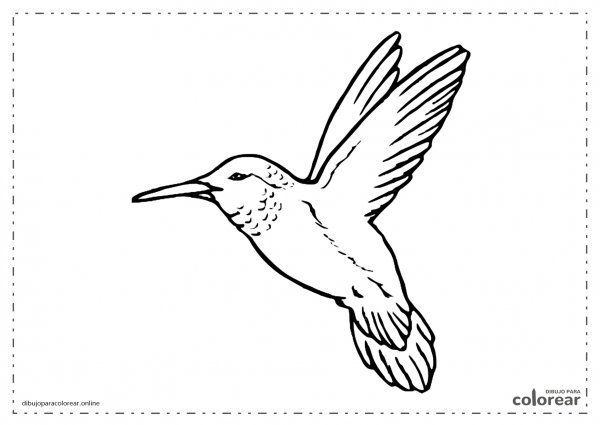 Колибри рисунок контур