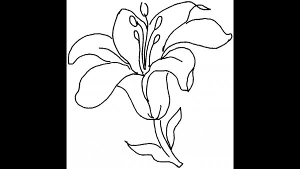Лилия раскраска