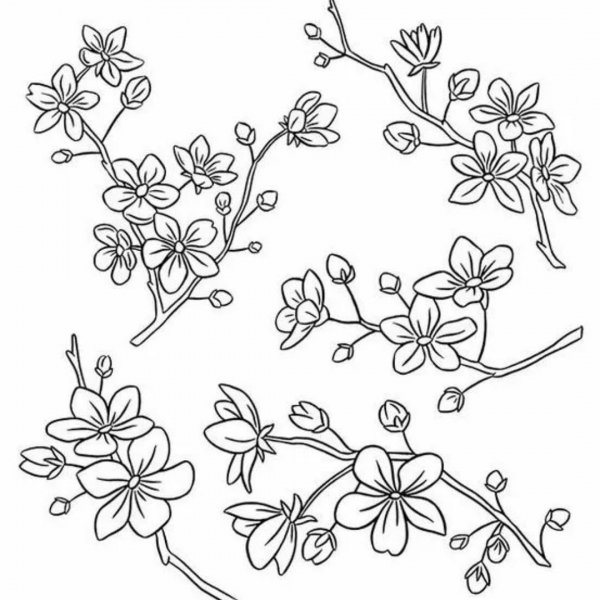 Цветы Сакуры эскиз