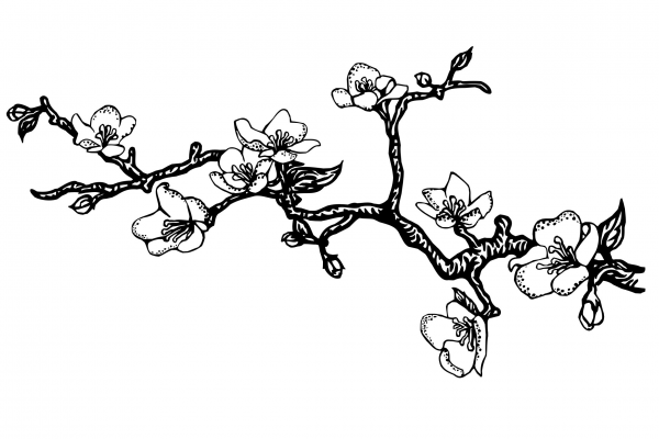 Сакура черно белая