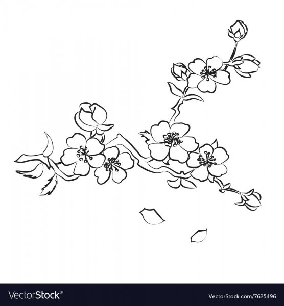 Веточка Сакуры контур