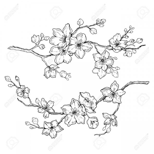 Рисование ветка с цветами