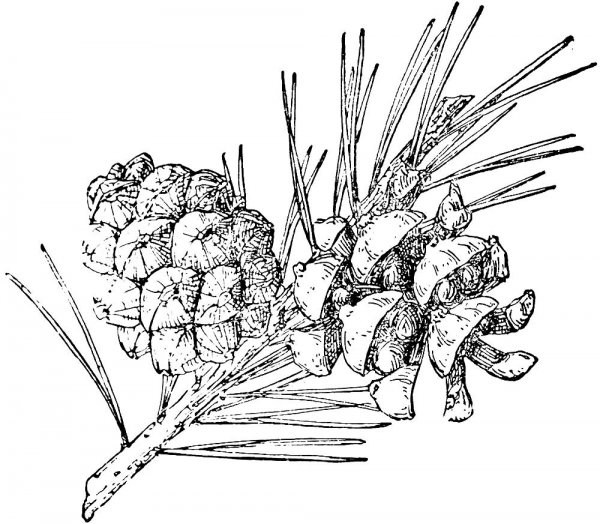 Раскраска шишка сосны