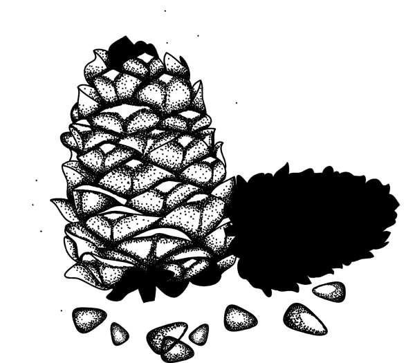 Кедровая шишка