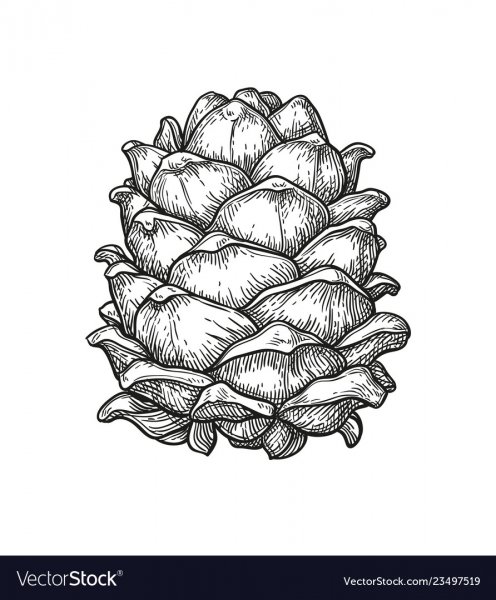 Шишка Графика