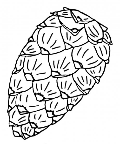 Шишки раскраска