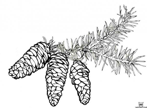 Раскраска ель с шишками для детей