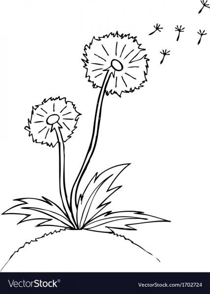 Одуванчик раскраска