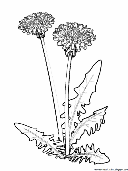 Одуванчик контур