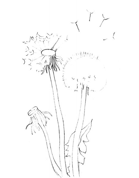 Цветы раскраска для детей