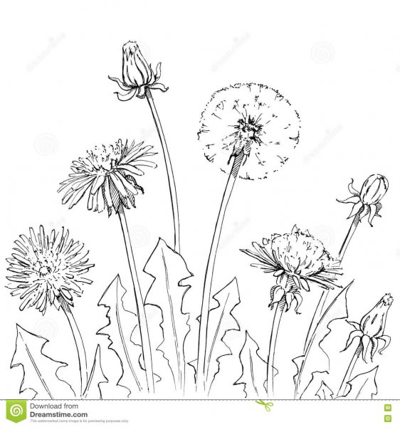 Одуванчик в графике