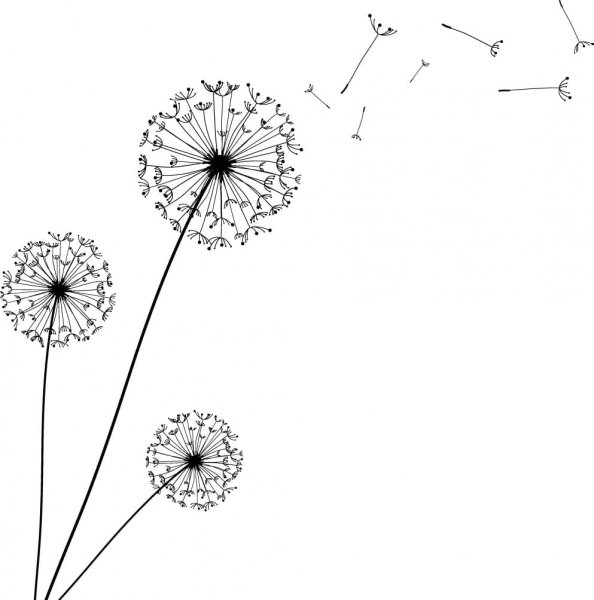 Одуванчик раскраска для детей