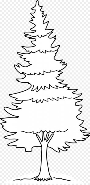 Раскраска хвойные деревья