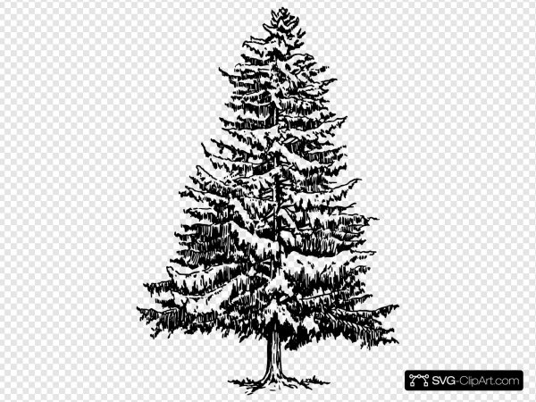 Ель Графика