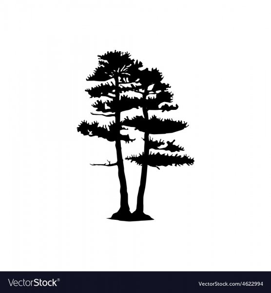 Разукрашка сосна