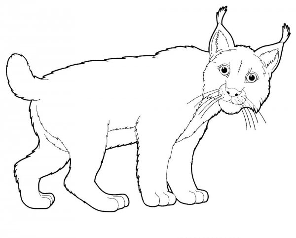 Рысь раскраска для детей