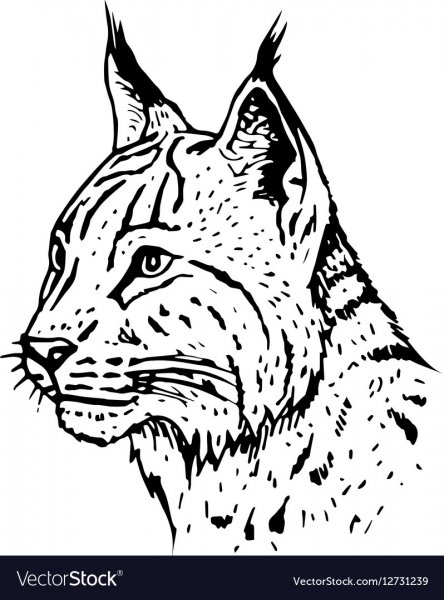 Рысь контур