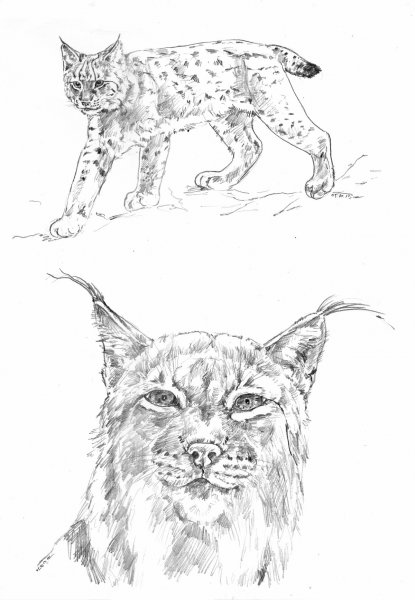 Рисование Рысь