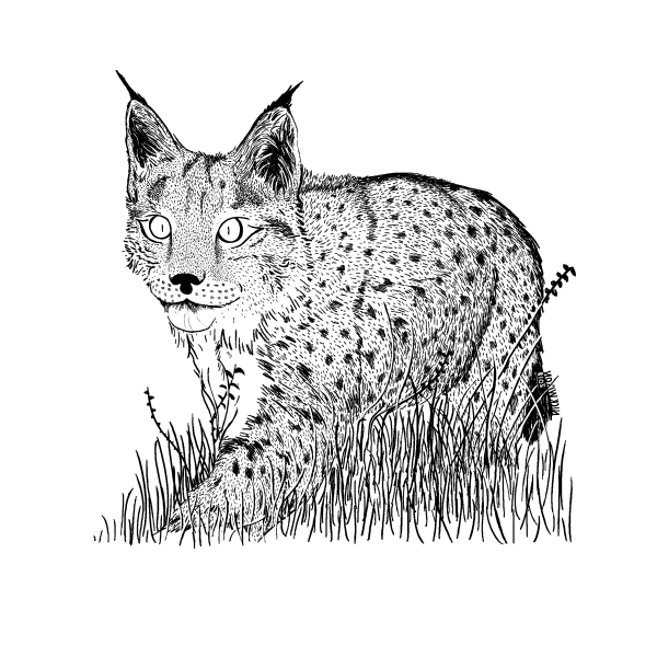 Рысь схематично