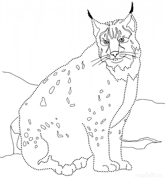 Рысь раскраска для детей
