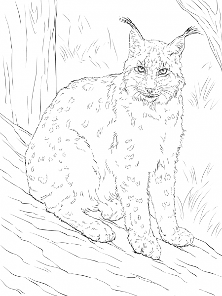 Рысь раскраска для детей