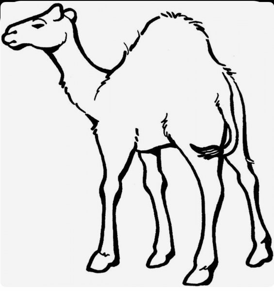 Верблюд раскраска