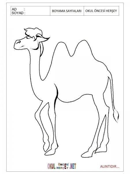 Верблюд картинка раскраска