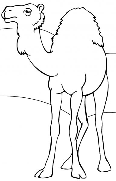 Верблюд раскраска